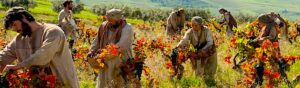 LECTURA DOMINICAL: LA ESCANDALOSA JUSTICIA DEL DENARIO: LA PARÁBOLA DE LOS BRACEROS Y LA SUBVERSIÓN DE LOS MÉRITOS EN MATEO 20